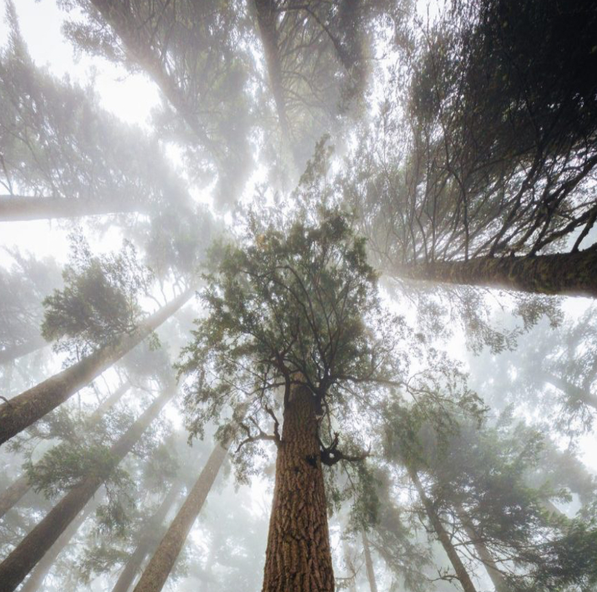 Mindfulness Nature Walks in Lewes